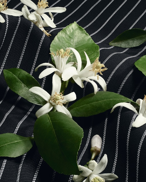 Dolce & Gabbana, Archive Re-Edition, Al Dente, 2026